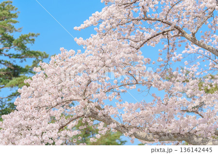 beautiful Spring day, Cherry blossom against blue sky in park, Somei Yoshino Sakura blooming in sunshine day. Japan Travel background, template and wallpaper for spring season and Hanami picnic 136142445