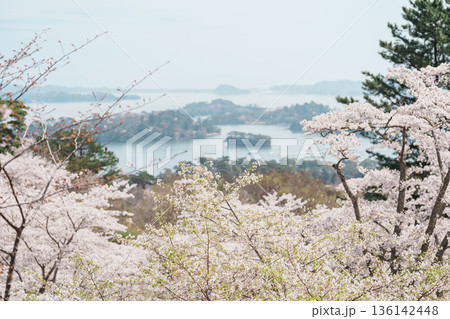 Matsushima Bay and Sakura cherry blossoms in Spring from Saigyo modoshi no matsu park near Sendai city, Miyagi Prefecture, Tohoku, Japan. Landmark and famous for tourists attraction. Japan travel Matsushima Bay and Sakura cherry blossoms in Spring from Saigyo modoshi no matsu park near Sendai city, Miyagi Prefecture, Tohoku, Japan. Landmark and famous for tourists attraction. Japan travel 136142448