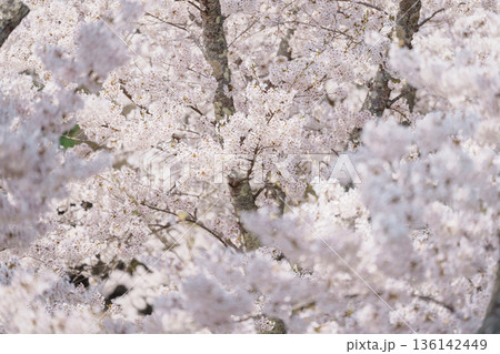 beautiful Spring day, Cherry blossom against blue sky in park, Somei Yoshino Sakura blooming in sunshine day. Japan Travel background, template and wallpaper for spring season and Hanami picnic 136142449