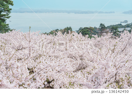 Matsushima Bay and Sakura cherry blossoms in Spring from Saigyo modoshi no matsu park near Sendai city, Miyagi Prefecture, Tohoku, Japan. Landmark and famous for tourists attraction. Japan travel Matsushima Bay and Sakura cherry blossoms in Spring from Saigyo modoshi no matsu park near Sendai city, Miyagi Prefecture, Tohoku, Japan. Landmark and famous for tourists attraction. Japan travel 136142450