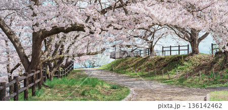 Tendo Park or Maizuru Park with Sakura Cherry Blossom in Spring season, landmark popular for tourist attractions in Yamagata prefecture, Tohoku, Japan 136142462