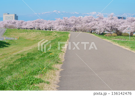 Kitakami Tenshochi Park with Sakura Cherry Blossom in Spring, Kitakami festival. Snow Iwate mountain in Iwate prefecture, Japan. Famous Landmark for Travel and Vacation destination Kitakami Tenshochi Park with Sakura Cherry Blossom in Spring, Kitakami festival. Snow Iwate mountain in Iwate prefecture, Japan. Famous Landmark for Travel and Vacation destination 136142476