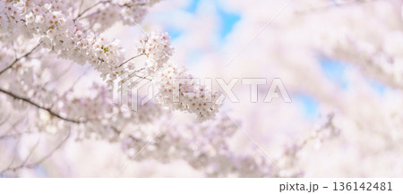 beautiful Spring day, Cherry blossom against blue sky in park, Somei Yoshino Sakura blooming in sunshine day. Japan Travel background, template and wallpaper for spring season and Hanami picnic beautiful Spring day, Cherry blossom against blue sky in park, Somei Yoshino Sakura blooming in sunshine day. Japan Travel background, template and wallpaper for spring season and Hanami picnic 136142481