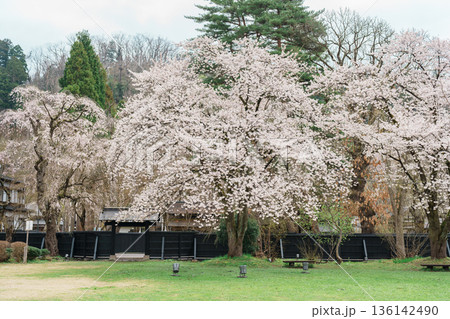 Beautiful Shidarezakura weeping Sakura Cherry Blossom in Kakunodate Samurai village or Little Kyoto in Kakunodate town, Semboku District, Akita Prefecture, Japan. Landmark and Vacation Beautiful Shidarezakura weeping Sakura Cherry Blossom in Kakunodate Samurai village or Little Kyoto in Kakunodate town, Semboku District, Akita Prefecture, Japan. Landmark and Vacation 136142490