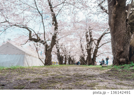 Beautiful Sakura Cherry Blossom in Hinokinai River riverbank in Kakunodate town, Semboku District, Akita Prefecture, Japan. Landmark and Vacation in spring season 136142491
