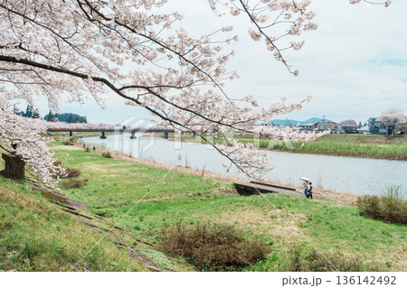 Beautiful Sakura Cherry Blossom in Hinokinai River riverbank in Kakunodate town, Semboku District, Akita Prefecture, Japan. Landmark and Vacation in spring season Beautiful Sakura Cherry Blossom in Hinokinai River riverbank in Kakunodate town, Semboku District, Akita Prefecture, Japan. Landmark and Vacation in spring season 136142492