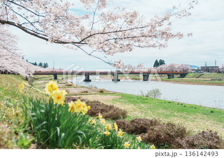 Beautiful Sakura Cherry Blossom in Hinokinai River riverbank in Kakunodate town, Semboku District, Akita Prefecture, Japan. Landmark and Vacation in spring season 136142493