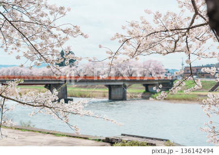 Beautiful Sakura Cherry Blossom in Hinokinai River riverbank in Kakunodate town, Semboku District, Akita Prefecture, Japan. Landmark and Vacation in spring season 136142494