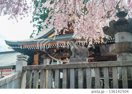 tourists sightseeing Sakurayama Shrine with sakura Cherry blossom in Spring season. Morioka city, Iwate prefecture, Japan. famous Landmark Travel and Vacation destination tourists sightseeing Sakurayama Shrine with sakura Cherry blossom in Spring season. Morioka city, Iwate prefecture, Japan. famous Landmark Travel and Vacation destination 136142504