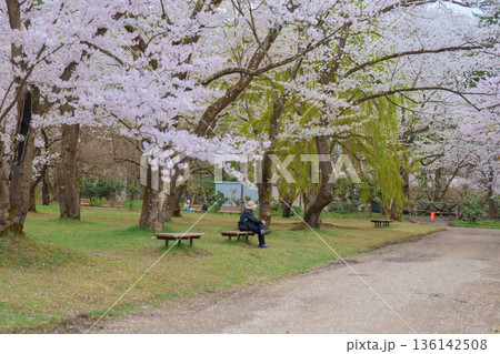 Tourists sightseeing and Hanami picnic at Hirosaki Cherry Blossom Festival, traveling in Hirosaki castle park, Aomori, Tohoku, Japan. Landmark famous in Japan. Travel and Vacation destination Tourists sightseeing and Hanami picnic at Hirosaki Cherry Blossom Festival, traveling in Hirosaki castle park, Aomori, Tohoku, Japan. Landmark famous in Japan. Travel and Vacation destination 136142508