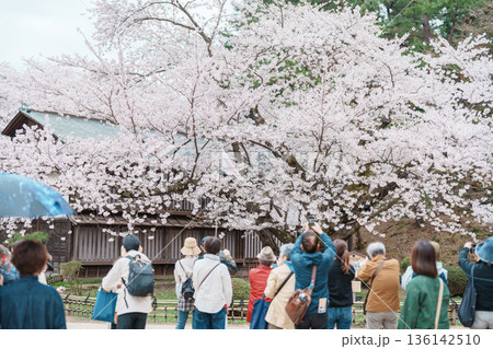 Tourists sightseeing the Oldest Somei Yoshino sakura at Hirosaki Cherry Blossom Festival, traveling in Hirosaki castle park, Aomori, Tohoku, Japan. Landmark famous in Japan. Travel and Vacation 136142510