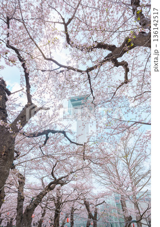 Beautiful Sakura Cherry Blossom in Spring season. Goryokaku Tower park in Hakodate city, Hokkaido prefecture, Japan. famous Landmark, Japan Travel and Vacation destination Beautiful Sakura Cherry Blossom in Spring season. Goryokaku Tower park in Hakodate city, Hokkaido prefecture, Japan. famous Landmark, Japan Travel and Vacation destination 136142517