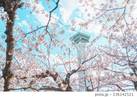 Beautiful Sakura Cherry Blossom in Spring season. Goryokaku Tower park in Hakodate city, Hokkaido prefecture, Japan. famous Landmark, Japan Travel and Vacation destination Beautiful Sakura Cherry Blossom in Spring season. Goryokaku Tower park in Hakodate city, Hokkaido prefecture, Japan. famous Landmark, Japan Travel and Vacation destination 136142521
