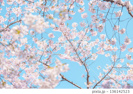 beautiful Spring day, Cherry blossom against blue sky in park, Somei Yoshino Sakura blooming in sunshine day. Japan Travel background, template and wallpaper for spring season and Hanami picnic 136142523