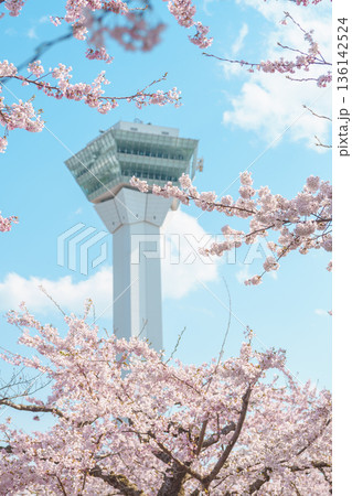 Beautiful Sakura Cherry Blossom in Spring season. Goryokaku Tower park in Hakodate city, Hokkaido prefecture, Japan. famous Landmark, Japan Travel and Vacation destination 136142524