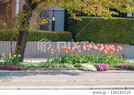 Beautiful colorful  tulips blooming in sidewalk. Flower blossoms in spring season 136142526