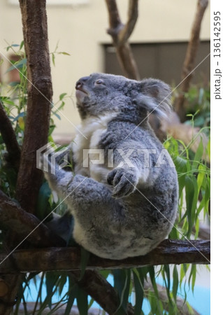 木の上で眠るコアラ 136142595