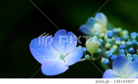 暗い日陰に綺麗に咲く水色のガクアジサイの花のアップ 136142607