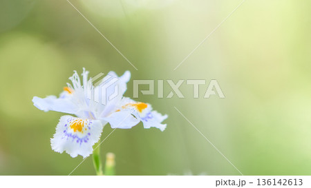 明るい背景の著莪シャガの花のアップ 明るい背景の著莪シャガの花のアップ 136142613