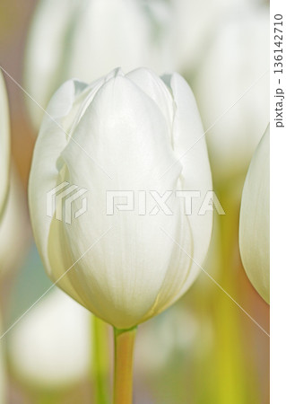 壇に美しい早咲きのチューリップの花が咲きました 壇に美しい早咲きのチューリップの花が咲きました 136142710