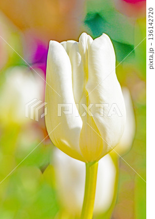 壇に美しい早咲きのチューリップの花が咲きました 136142720