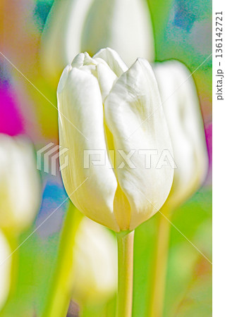 壇に美しい早咲きのチューリップの花が咲きました 136142721
