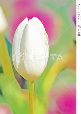 壇に美しい早咲きのチューリップの花が咲きました 壇に美しい早咲きのチューリップの花が咲きました 136142725