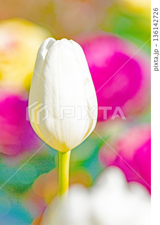壇に美しい早咲きのチューリップの花が咲きました 136142726