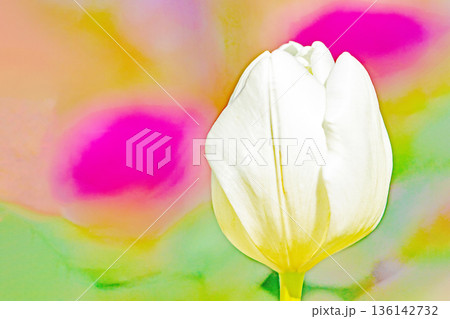 壇に美しい早咲きのチューリップの花が咲きました 壇に美しい早咲きのチューリップの花が咲きました 136142732