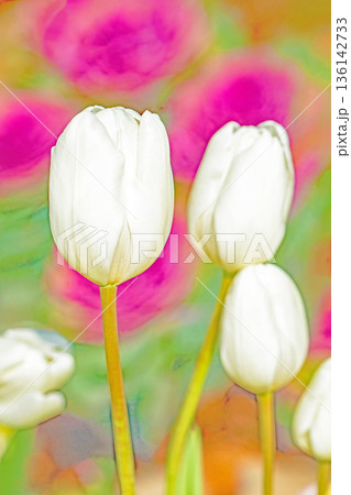壇に美しい早咲きのチューリップの花が咲きました 136142733