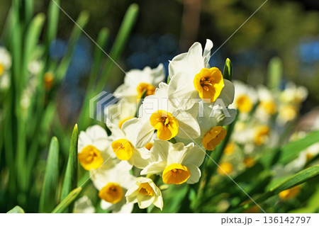 白いスイセンの花(冬、一月) 白いスイセンの花(冬、一月) 136142797