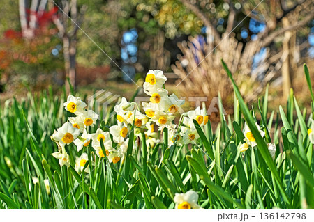 白いスイセンの花(冬、一月) 白いスイセンの花(冬、一月) 136142798
