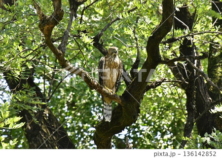 オオタカ ヒナ 木に掴まる オオタカ ヒナ 木に掴まる 136142852