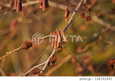 葉が落ちたハンノキの木（冬、一月） 136142941
