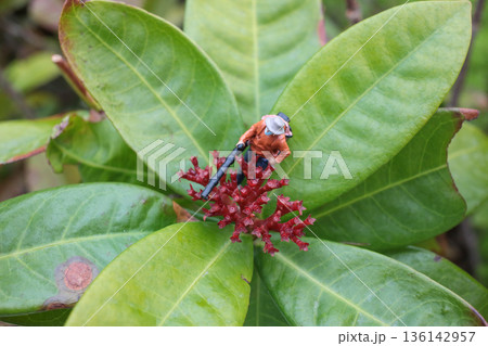 Miniature Gardener Working Carefully Atop Vibrant Red Flower Miniature Gardener Working Carefully Atop Vibrant Red Flower 136142957