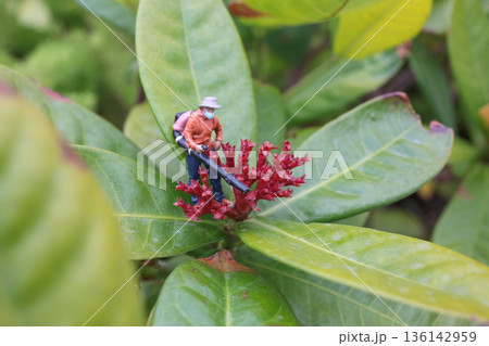 Miniature Gardener Working Carefully Atop Vibrant Red Flower 136142959