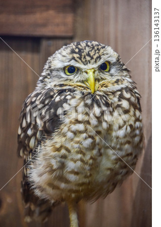 アナホリフクロウ アナホリフクロウ 136143137