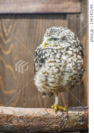 アナホリフクロウ 136143149