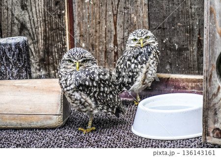 アナホリフクロウ 136143161