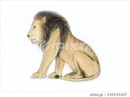 座るライオンのイラスト 座るライオンのイラスト 136143207