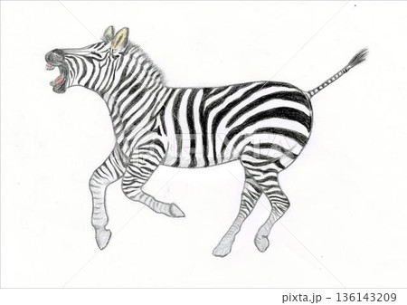 楽しそうなしまうまのイラスト 136143209