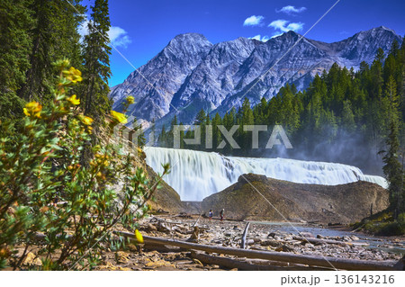 Wapta Falls Waterfall with Wildflowers and Majestic Mountain in Yoho National Park 136143216