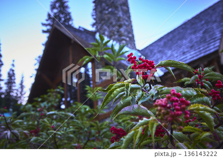 Red Berries and Green Foliage Near Rustic Lodge at Sunrise in Mountain Forest 136143222