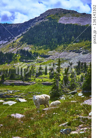 Mountain Goat Wildlife in Lush Alpine Meadow with Rocky Mountain Backdrop 136143302