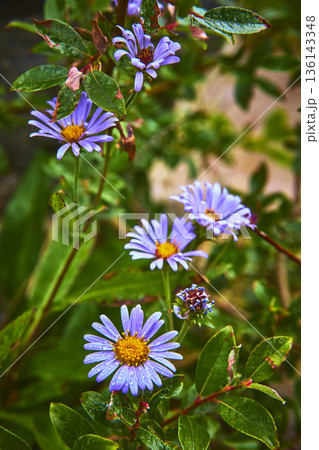 Purple Wildflowers with Dew and Green Foliage in Lush Natural Setting 136143348
