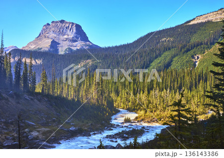 Mountain River Flowing Through Dense Forest in Vibrant Canadian Wilderness 136143386