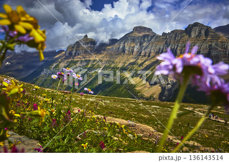 Wildflowers and Alpine Meadow Below Dramatic Mountain Peaks in Summer Landscape Wildflowers and Alpine Meadow Below Dramatic Mountain Peaks in Summer Landscape 136143514