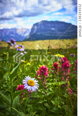 Wildflowers and Mountain Landscape with Vibrant Summer Meadow and Dramatic Clouds 136143532