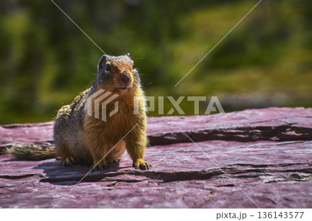 Curious Squirrel on Colorful Rock in Sunlit Nature Setting Wildlife Close Up 136143577