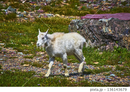 Baby Mountain Goat on Rocky Trail in Alpine Meadow with Boulder in Summer Light Baby Mountain Goat on Rocky Trail in Alpine Meadow with Boulder in Summer Light 136143679